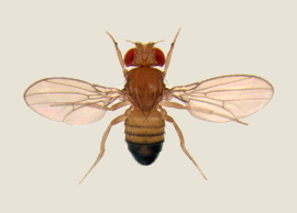 Photograph of a fruitfly