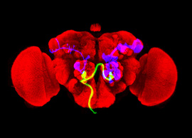 Illustration of a fruitfly brain