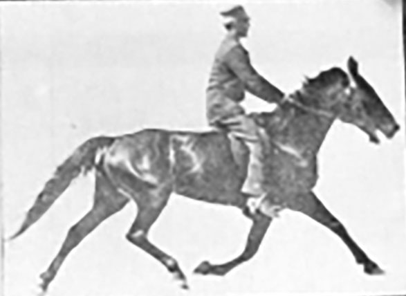 Side view of a horse pacing in mid-stride with both right legs stepping forward