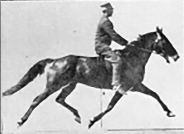 Side view of a horse pacing in mid-stride with both left legs stepping forward