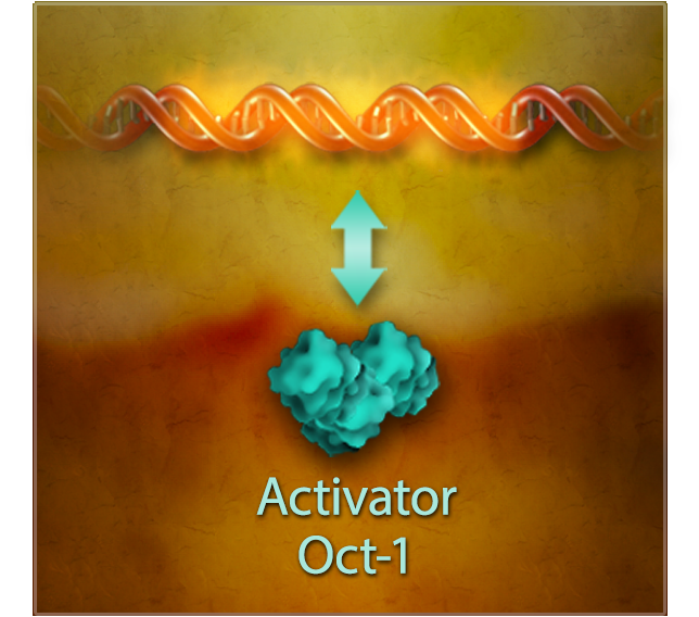 A diagram depicting a horizontal double helix with the central portion highlighted and an activator.