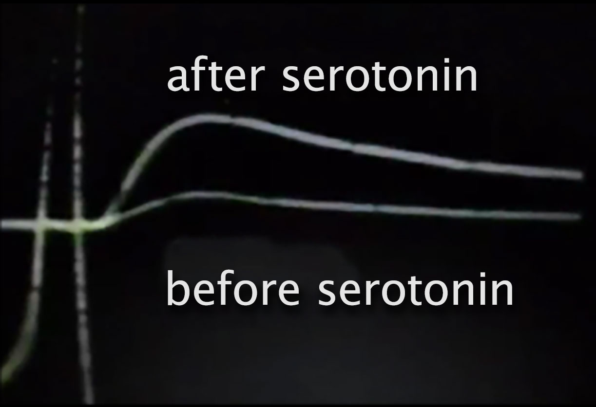 Electrical activity graph shows serotonin enhances synaptic potential.