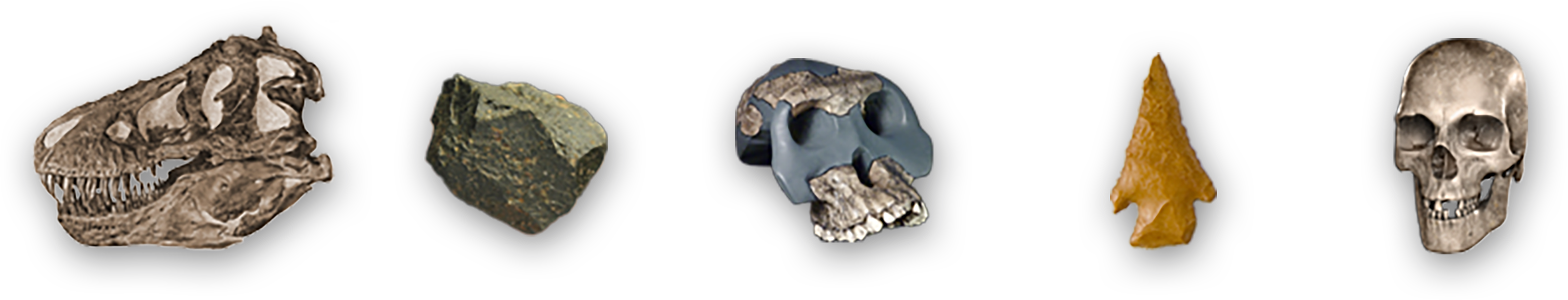 A side view of a dinosaur skull, a rock, an early human skull with forward-facing eyes and partial jaw, an arrow-head, and a modern human skull.