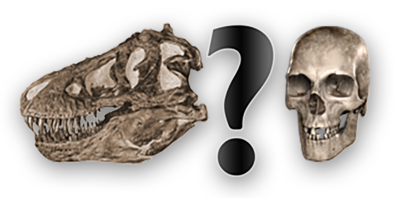 A question mark between a dinosaur skull and a modern human skull.
