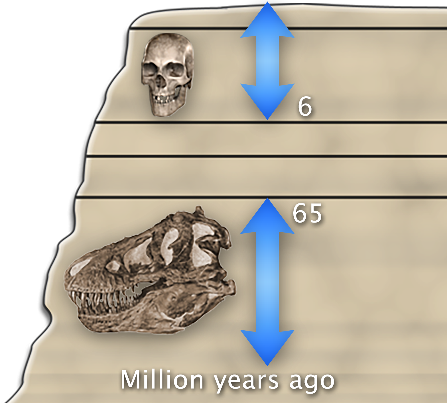 Cross section illustration of a rock formation. Near the top, a vertical double-sided arrow next to a modern human skull starts at the top layer and descends to a line labeled 6 million years ago. Below that, another vertical double-sided arrow next to a dinosaur skull starts at a line labeled 65 million years ago and descends to the bottom.
