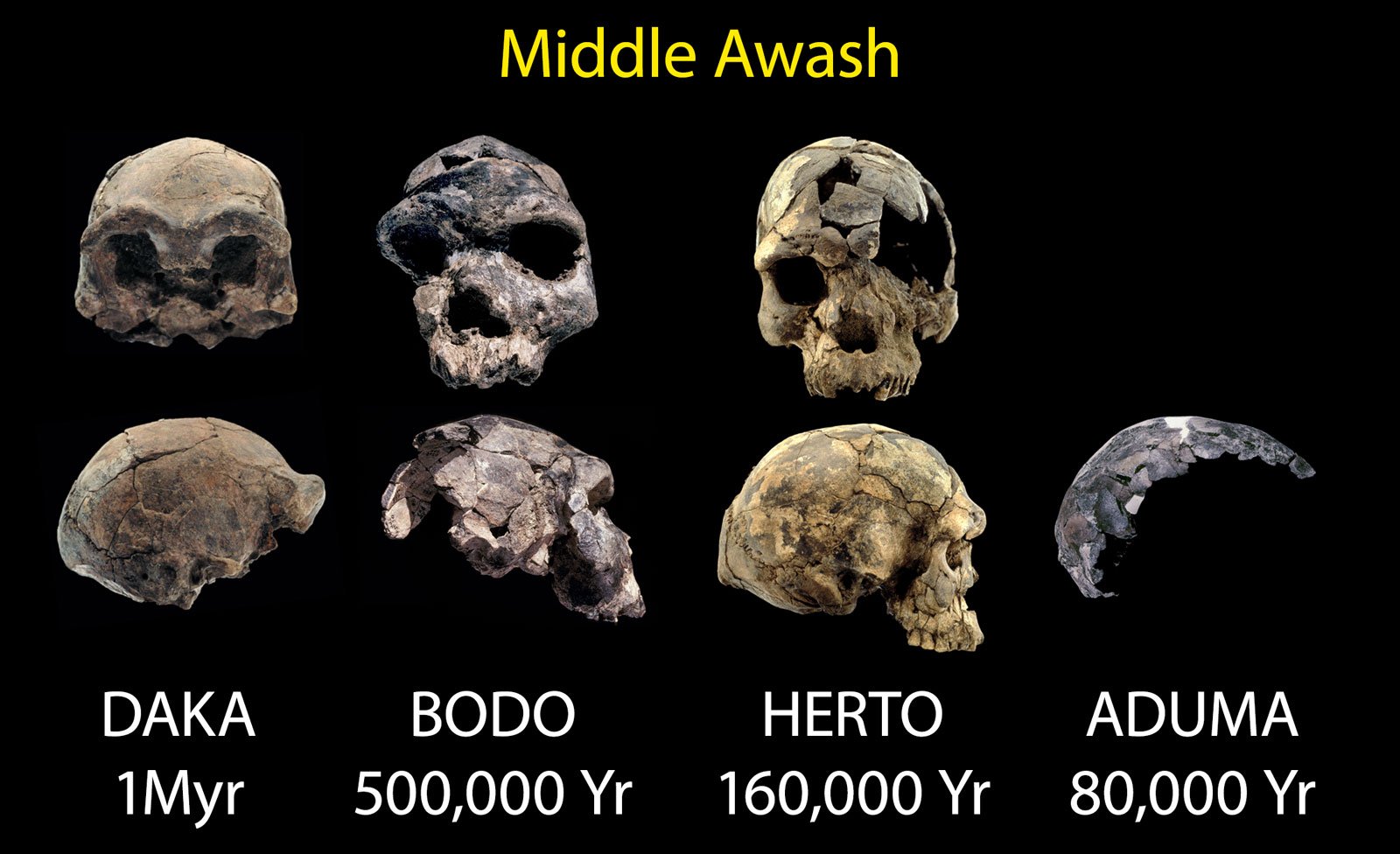 A series of skulls labeled Middle Awash. A front and side view of one skull is labeled Daka 1 million years ago, a second pair is labeled Bodo 500,000 years, a third pair is labeled Herto 160,000 years, and a side view only is labeled Aduma 80,000 years.