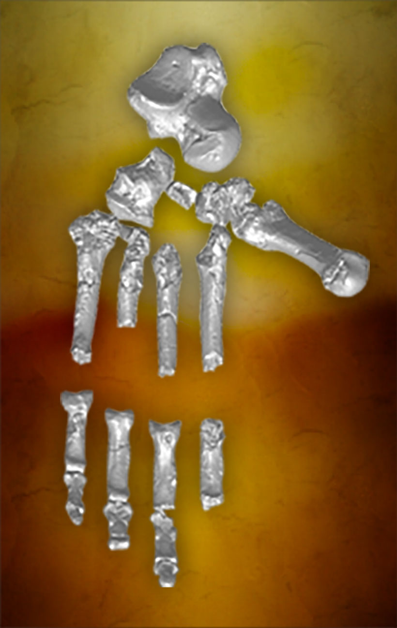 The skeleton of an Ardipithecus foot.