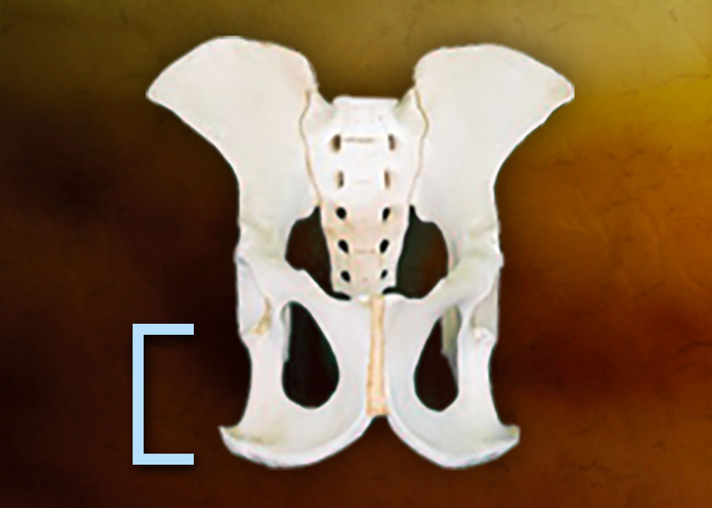 A chimpanzee pelvis with a bracket alongside it marking the height of the ischium.