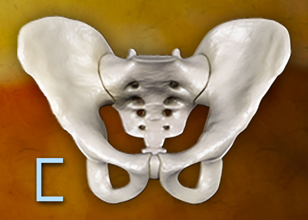 A human pelvis with a bracket alongside it marking the height of the ischium.