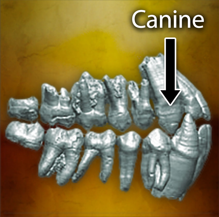 A side view of an Ardipithecus jaw and teeth with the canine tooth labeled.