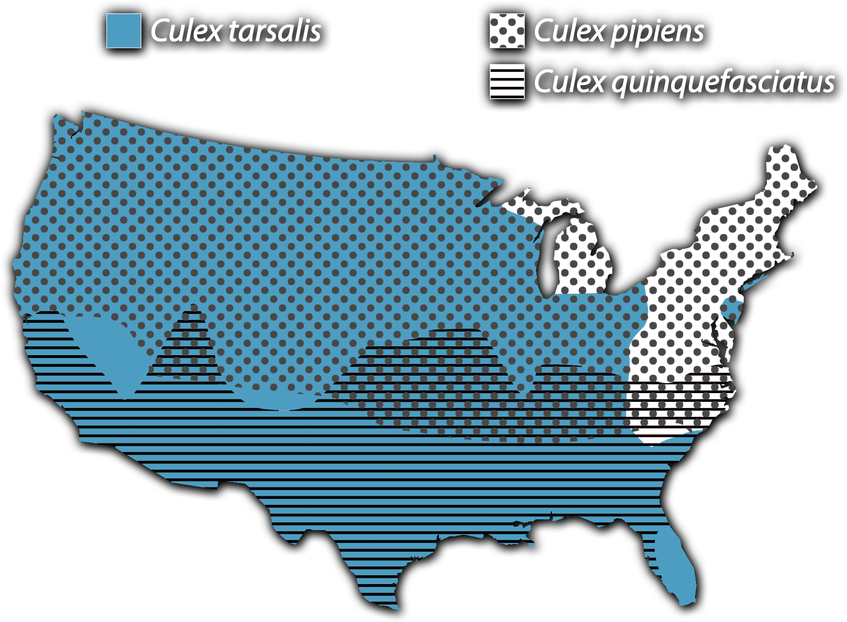 A map of the United States. Solid blue marks areas with Culex tarsalis. Polka dots mark areas with Culex pipiens. Stripes mark areas with Culex quinquefasciatus. Most of the country is blue except for the northeast corridor, mid-atlantic, and Michigan. The northern part of the country is covered with dots and the south is covered with stripes, with an area of overlap in between.