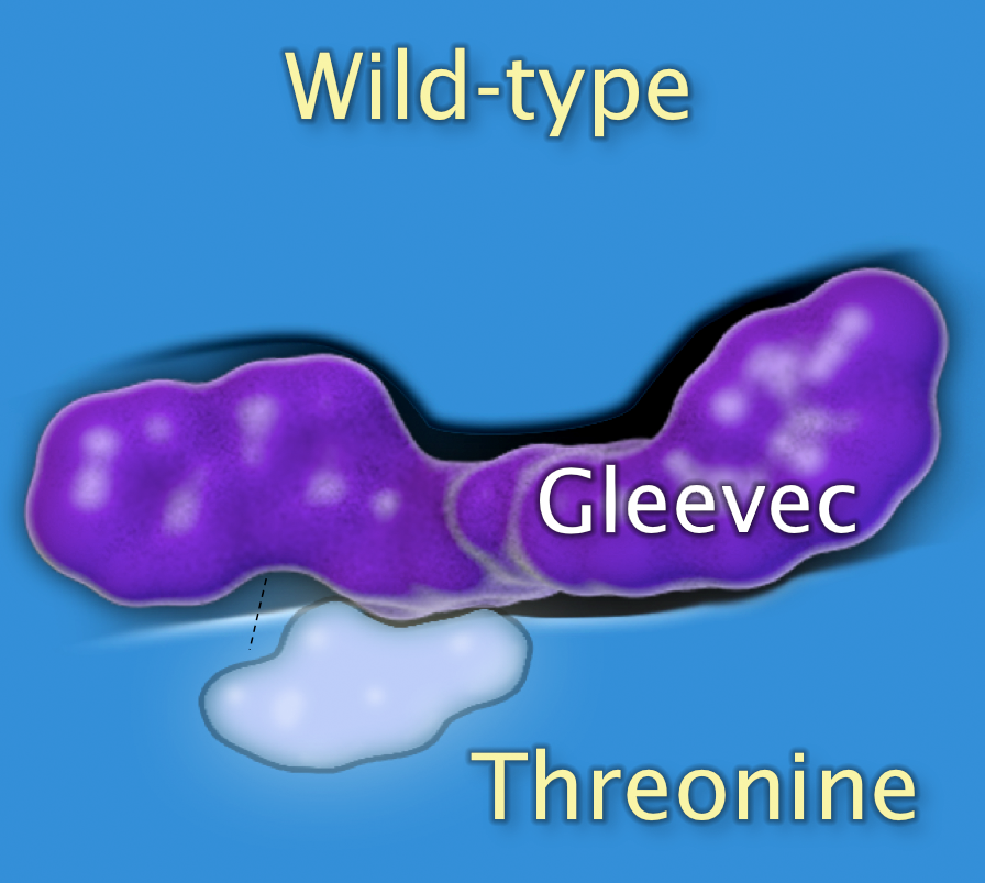 Cross section detail view of the wild-type binding pocket with threonine shows the irregular oblong purple shape labeled Gleevec fits in the pocket.