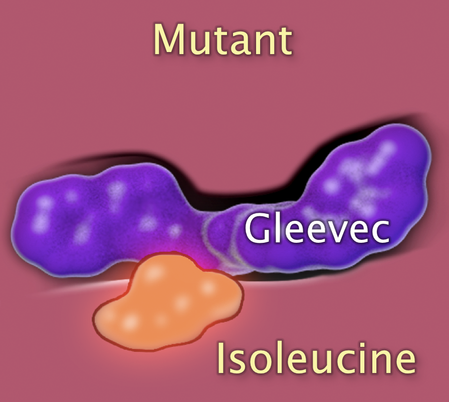 Cross section detail view of the mutant binding pocket with isoleucine shows the irregular oblong purple shape labeled Gleevec no longer fits in the pocket.