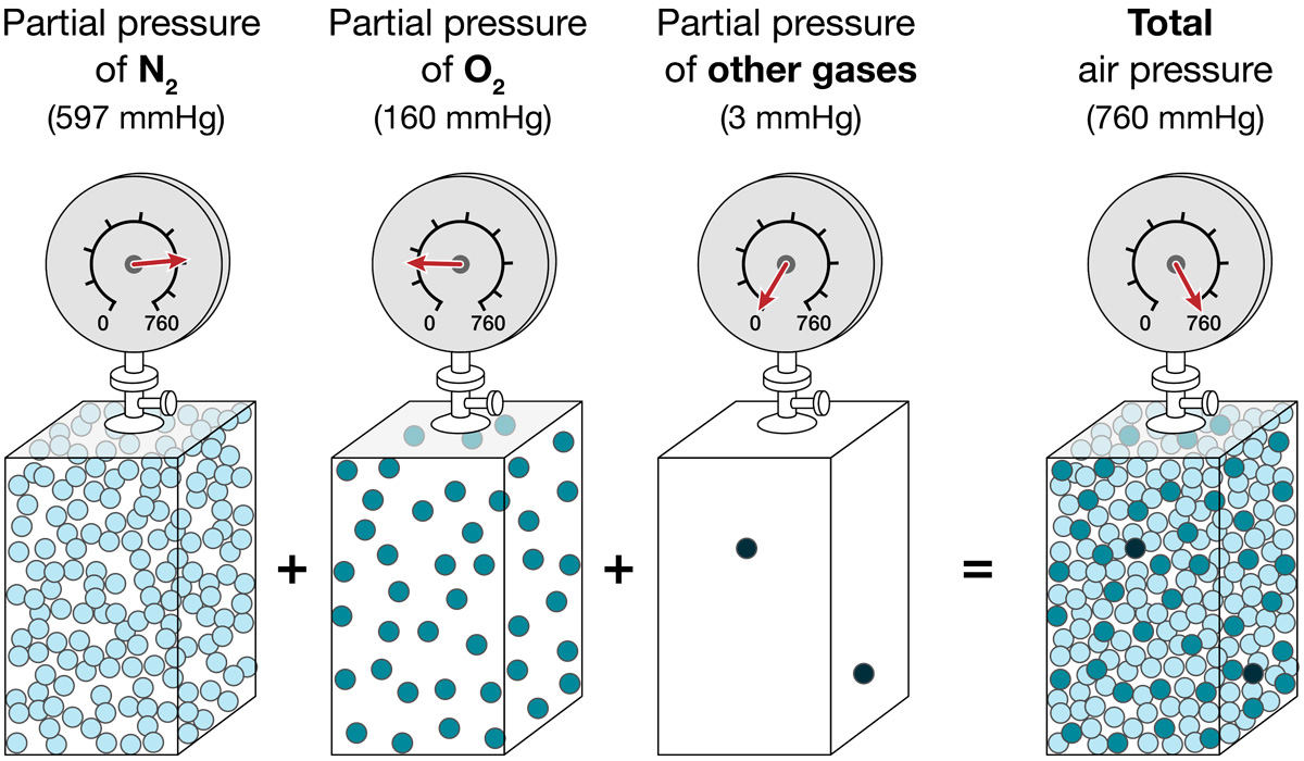 Gases in pressure containers with gauges represent the makeup of total air pressure.