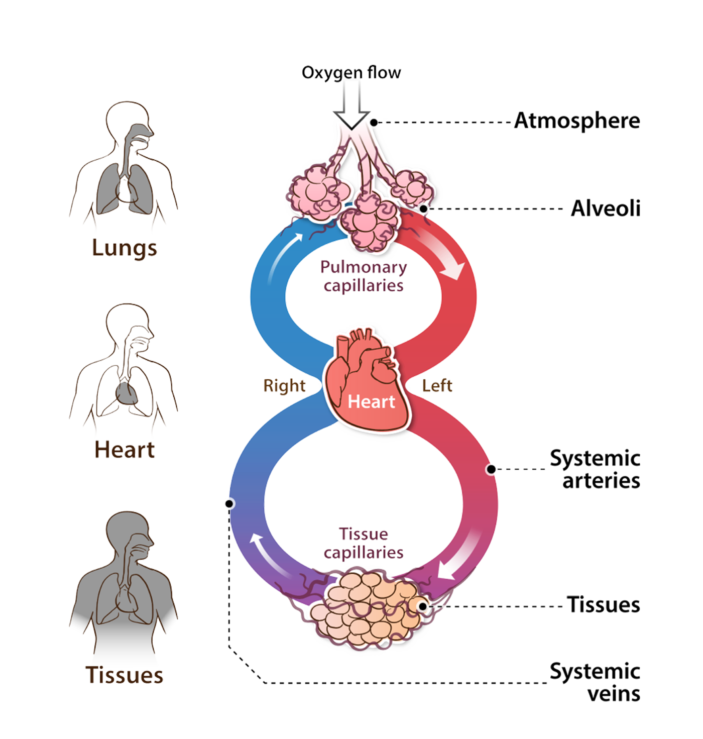 Oxygen flow through the body.