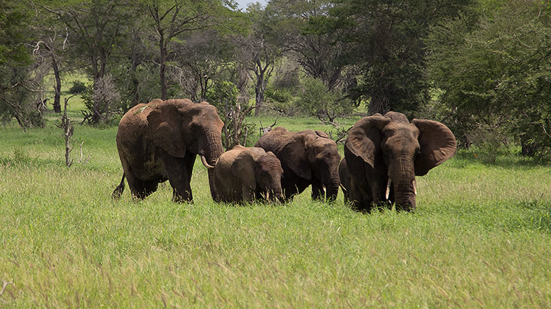 4 elephants walking in a grassy savanna