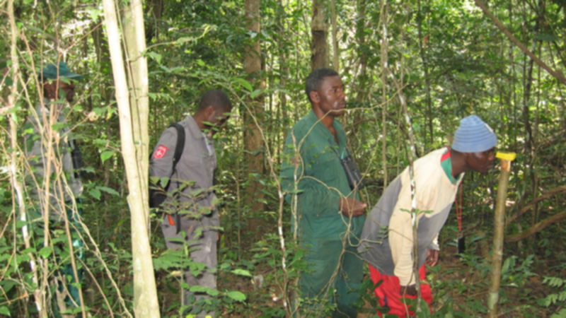 photo of researchers performing a dung transect