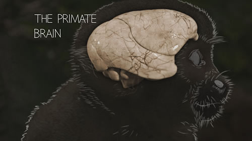 image of a primate brain