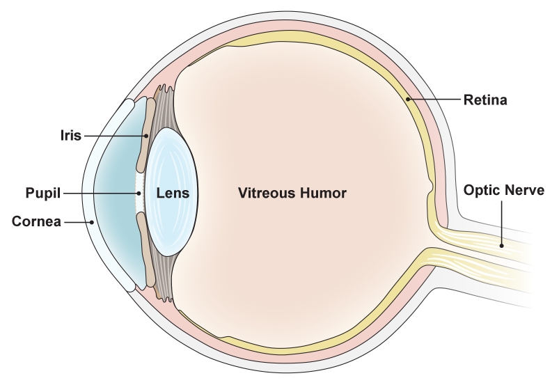 The diagram shows a roughly spherical shape containing two concentric layers. The innermost layer is labeled Retina. The interior of the image is labeled vitreous humor. The left-hand side of the sphere bulges slightly. The outer edge of this bulge is labeled Cornea. To the right of the cornea is a blue crescent with two narrow, elongated areas along its right side, one above the other, labeled Iris. The space between the long iris shapes is labeled Pupil. To the right of the pupil is a blue circular shaped area labeled Lens. At the right-hand side of the sphere, the retina layer projects outward past the edge of the sphere and is labeled Optic Nerve.