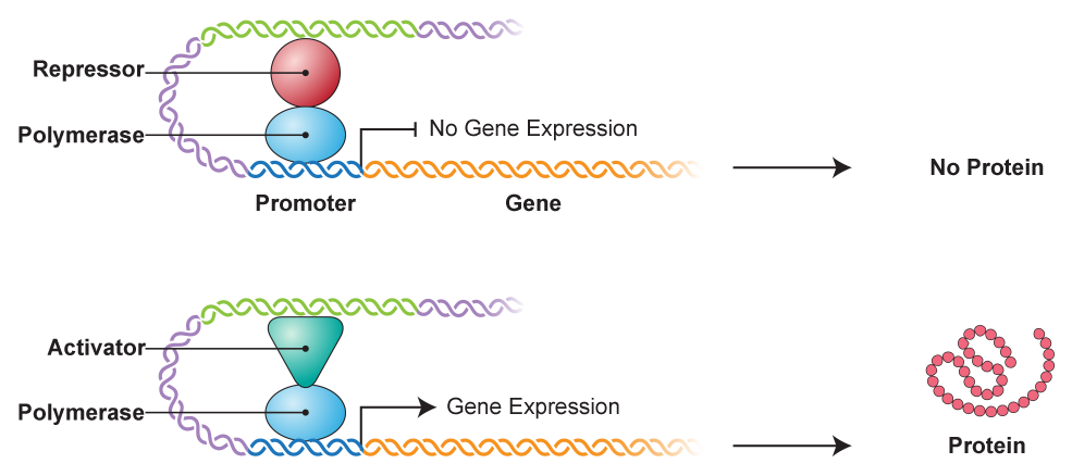 A diagram containing two illustrations. The upper illustration depicts a double helix curved in the shape of a hook with different colored segments, starting with purple at the top, followed by green, then purple along the side of the curve, then blue on the bottom of the curve and an orange segment at the end labeled gene. The blue segment is labeled Promoter and is parallel to the top green segment. There are two circular shapes between the blue promoter segment and the green segment. The top is a red circle labeled repressor and the bottom is a blue oval labeled polymerase. A label between the orange gene and the blue promoter segments is labeled no gene expression. An arrow at the end of the orange gene section points to text that reads no protein. The lower illustration shows the same double helix segments but has a different shape between the blue promoter segment and the green segment. The top shape is a green triangle labeled Activator. The label between the orange gene and the blue promoter segments is labeled gene expression and the arrow at the end of the orange gene section points to an illustration of a chain or red circles labeled protein.