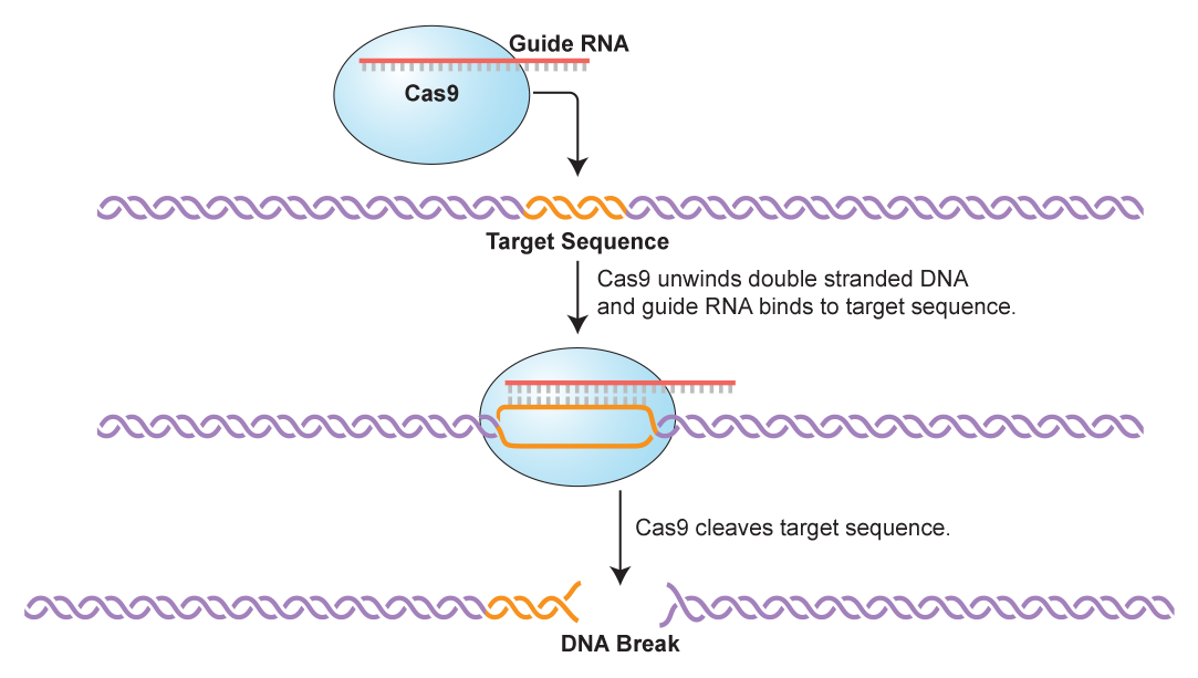 At the top of the diagram is a blue oval labeled Cas 9. A horizontal bar with evenly spaced vertical bars underneath lays across the top and extends to the right of the oval. The bar is labeled Guide R-N-A. An arrow points from the right side of the oval down to a horizontal double helix strand. The middle section of the strand is orange and is labeled Target Sequence. The rest of the strand is purple. An arrow points downward from the target sequence to another blue oval. Text next to this arrow says: Cas 9 unwinds double stranded D-N-A and guide R-N-A binds to target sequence. The second blue oval contains the guide R-N-A and the D-N-A strand below it with the orange section of the sequence uncoiled and the upper part of the loop containing vertical bars that align with the bars from the Guide R-N-A above. An arrow labeled Cas 9 cleaves target sequence points from this oval down to another image of the D-N-A strand which is now divided into two segments and labeled D-N-A break.