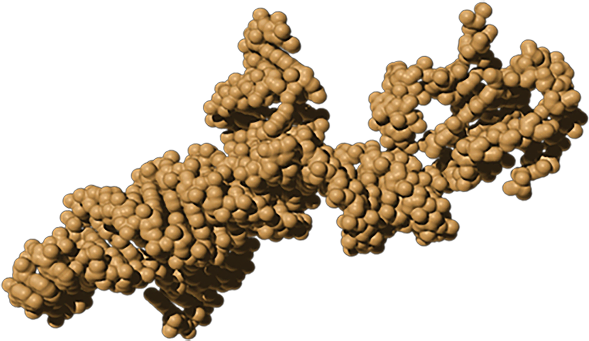 Hairpin ribozyme, an elongated irregular structure consisting of irregular clusters of yellow balls that coil around each other.