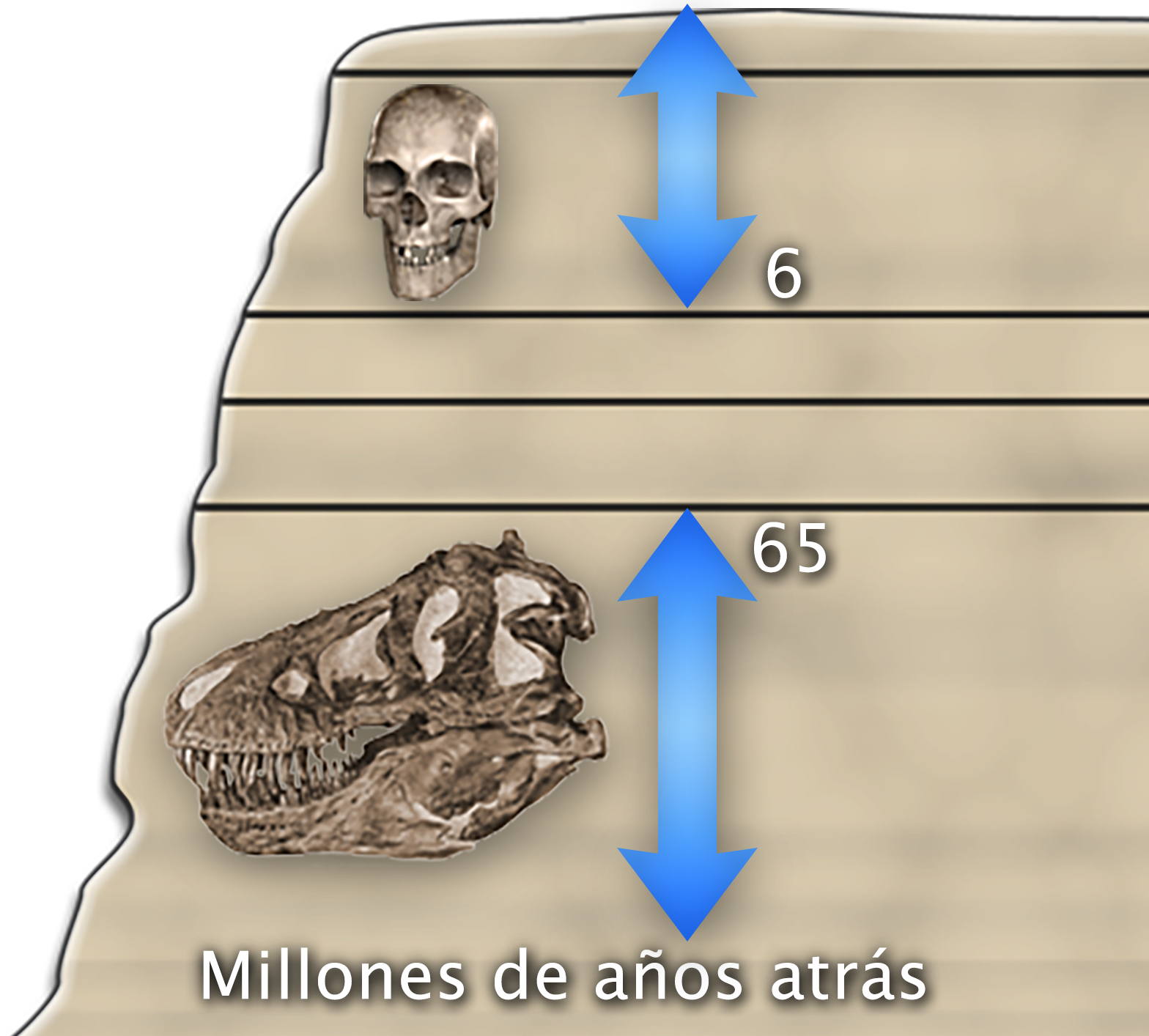 Sección transversal de una formación rocosa. Cerca de la parte superior, se encuentra una flecha vertical apuntando hacia arriba y hacia abajo junto a un cráneo humano moderno. La flecha comienza en la capa superior y termina en una línea marcada como hace 6 millones de años. Debajo, hay otra flecha vertical apuntando hacia arriba y hacia abajo junto a un cráneo de dinosaurio. La flecha comienza en una línea marcada como hace 65 millones de años y termina en la parte inferior del diagrama.