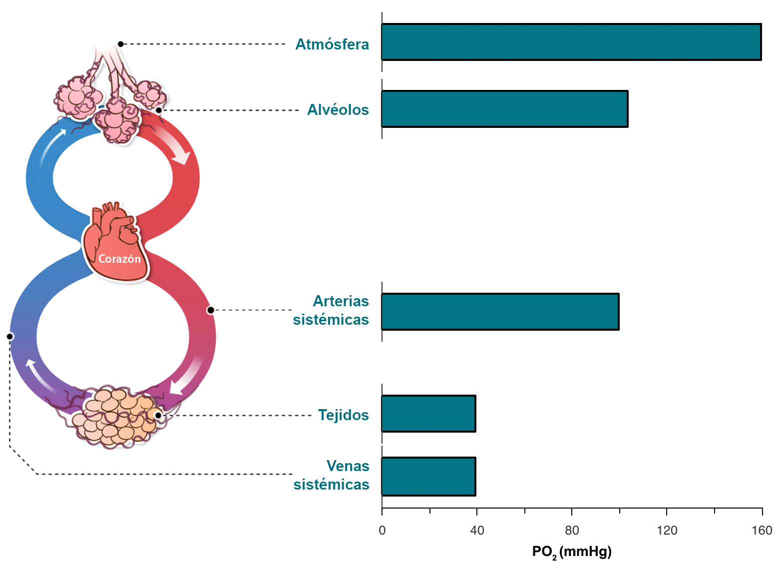 Diagrama del flujo de oxígeno a través del cuerpo conectado a una gráfica de barras de PO2 correspondiente a diferentes partes del cuerpo.