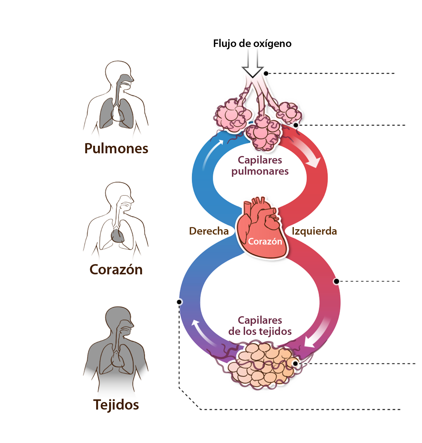 Flujo de oxígeno a través del cuerpo.