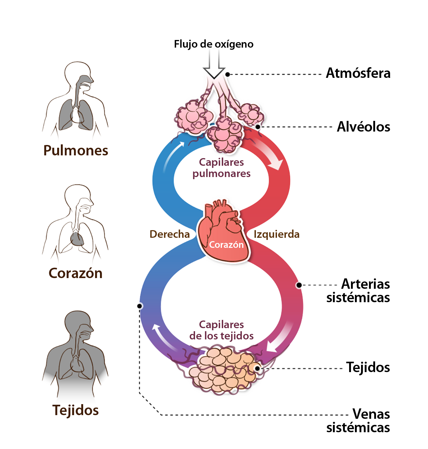 Flujo de oxígeno a través del cuerpo.