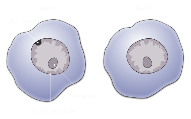 illustration of 2 irregular round shapes representing human cells, with the label nuclear envelope. Each cell contains an inner darker colored circle. One cell is labeled 46, X-X with an area inside the darker circle labeled barr body and an area labeled nucleolus. The other cell is labeled 46, X-Y.