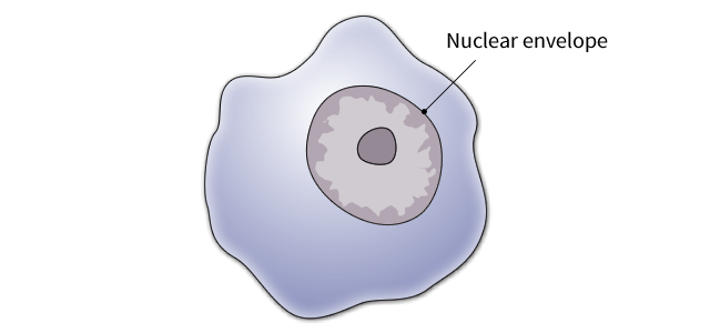 illustration of an irregular round shape representing a human cell, with a dark inner circle labeled nuclear envelope.