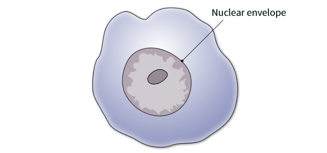 illustration of an irregular round shape representing a human cell, with a dark inner circle labeled nuclear envelope.