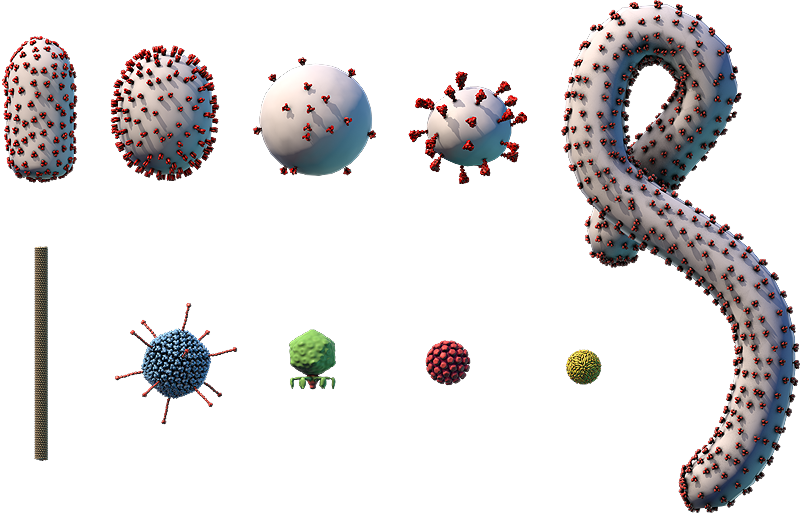 Chart showing size comparison of different viruses.