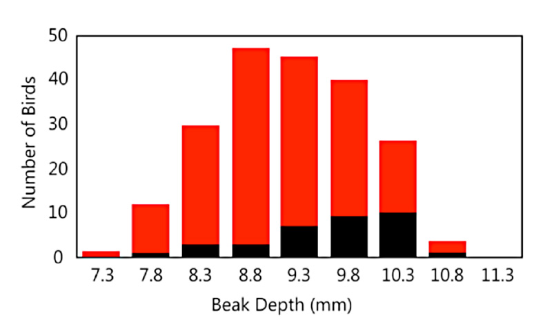 A chart showing beak depth and number of birds. The 1976 parents are distributed with the most at 8.8 and 9.3 millimeters. The black survivors appear below, with an increasing trend towards 10.3 millimeters.