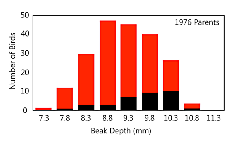 A chart showing beak depth and number of birds. The 1976 parents are distributed with the most at 8.8 and 9.3 millimeters. The black survivors appear below, with an increasing trend towards 10.3 millimeters.