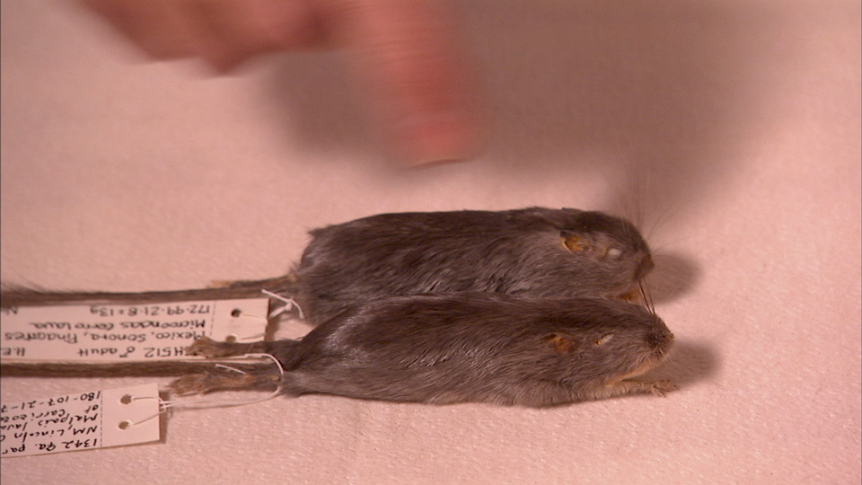 Two dark-colored mice side-by-side