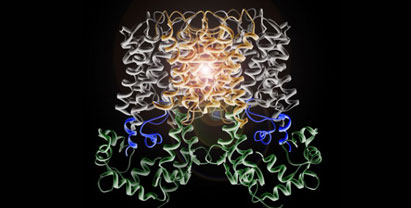 Three-dimensional model of a protein