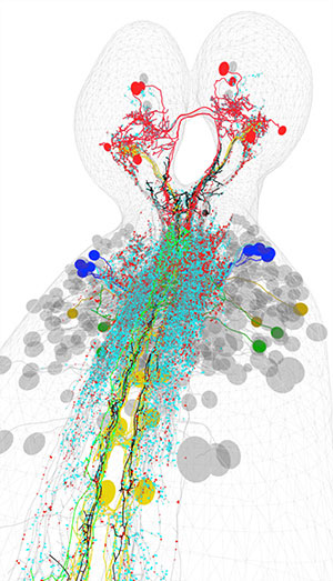 Rendering of a multisensory integration circuit