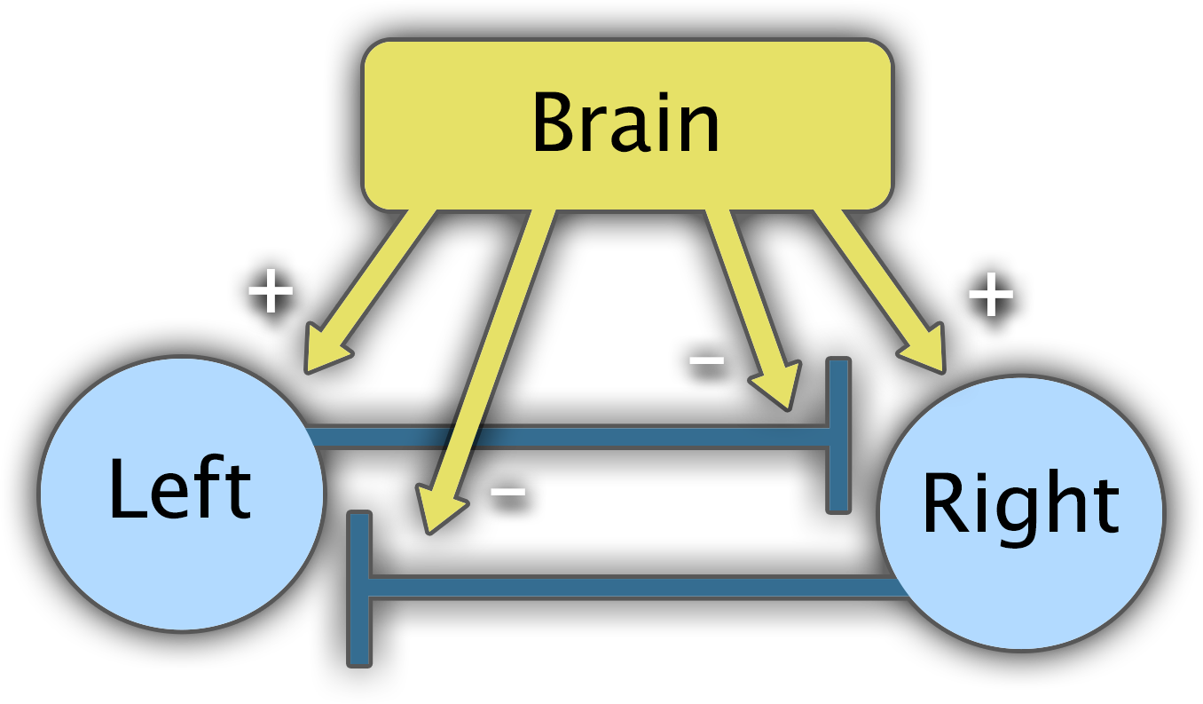 Simultaneous muscle activation diagram.