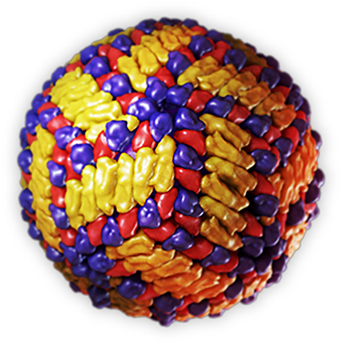 3-D model of dengue virus.