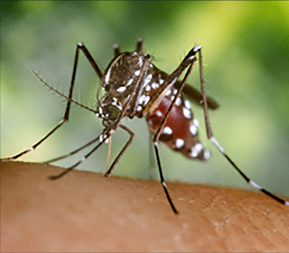 A close-up of a mosquito biting a person.