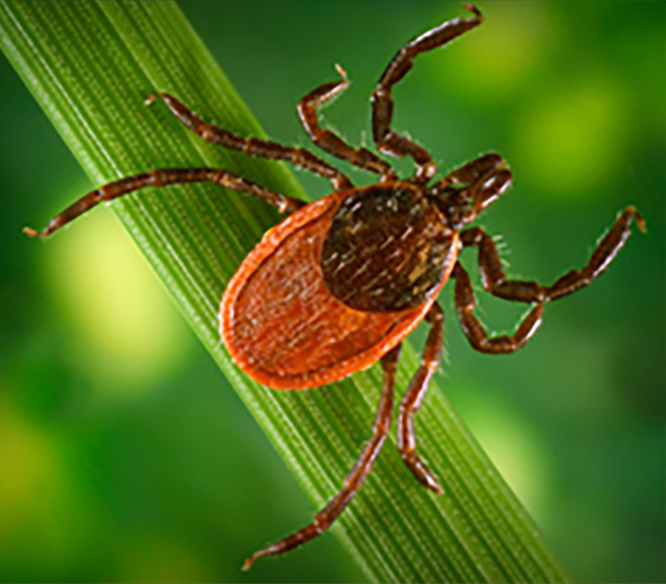 A close-up of a tick in the wild.