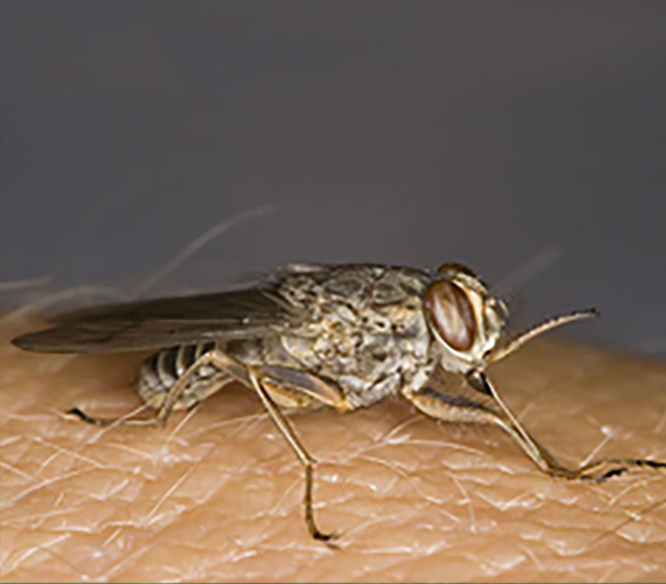 A close-up of a tsetse fly biting a person.