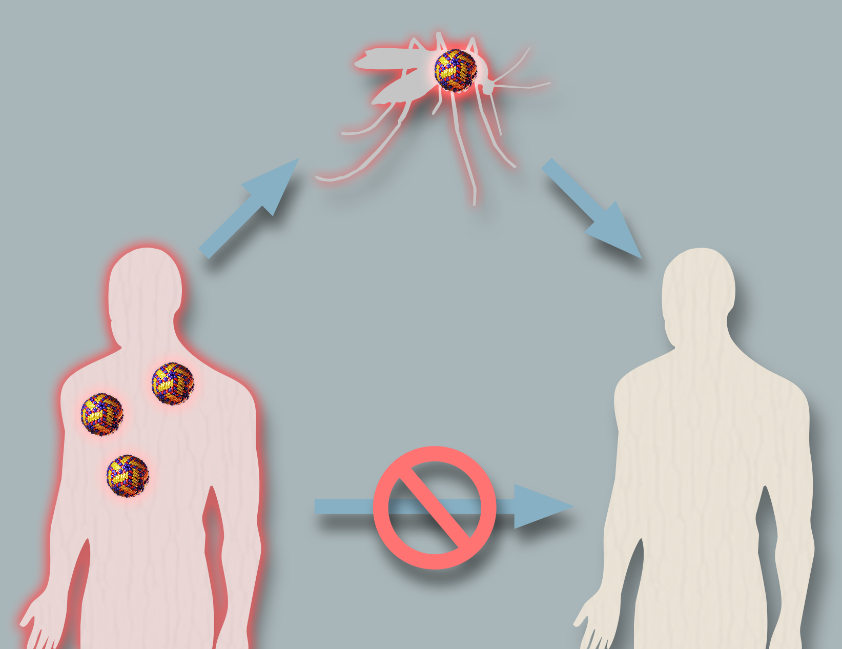 Silhouettes of a mosquito and two human figures arranged in a triangle. The human on the bottom left is infected with malaria with an arrow pointing to an infected mosquito. Another arrow points from the infected mosquito to an uninfected human on the bottom right. A crossed out arrow points from the infected human on the left to the uninfected human on the right.