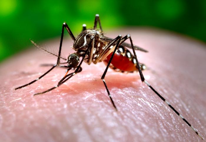 A close-up of an Aedes aegypti mosquito biting a person.