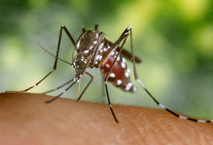 A close-up of an Aedes albopictus mosquito biting a person.