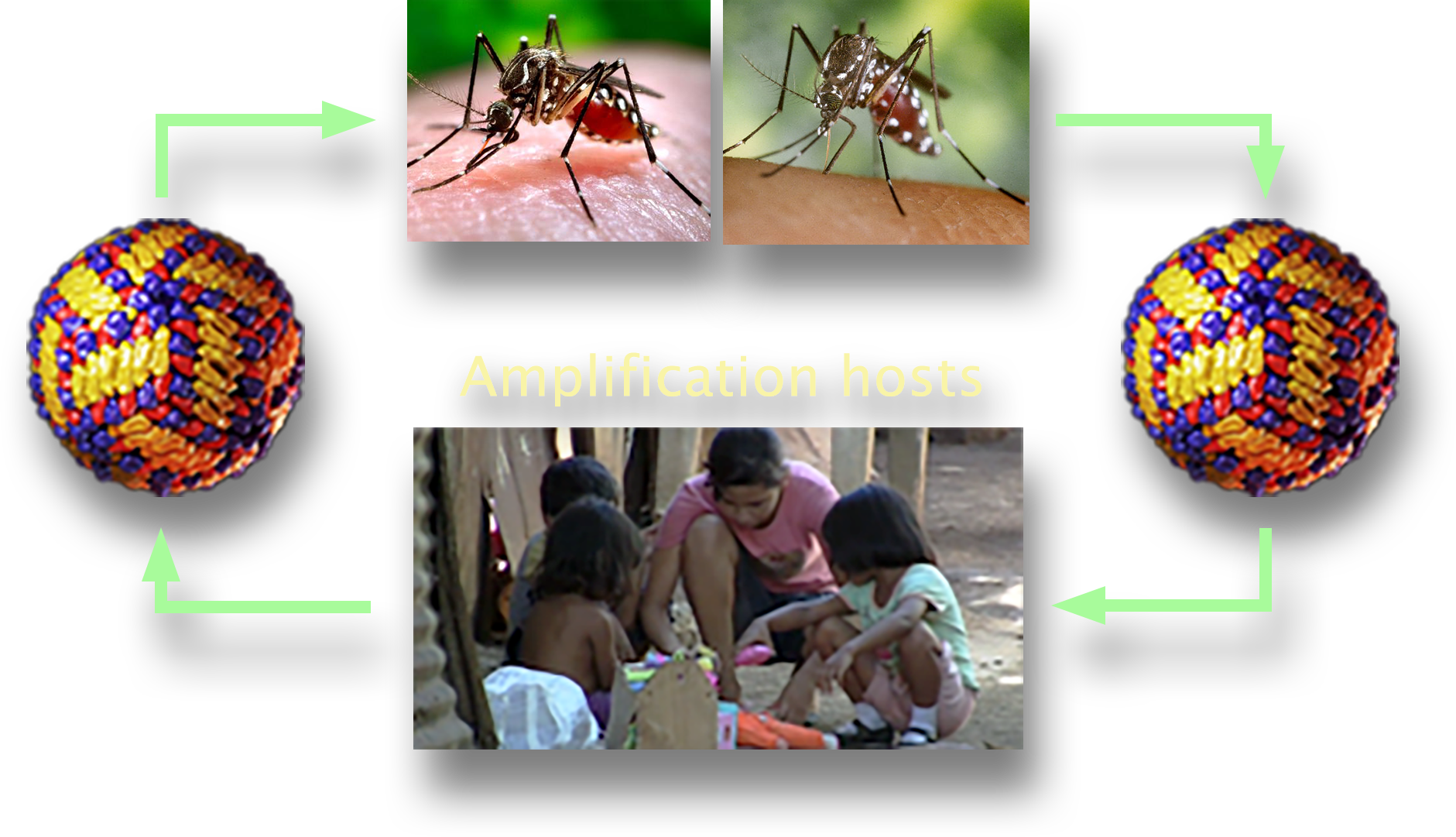 The dengue transmission cycle diagram. A photo of several children playing is labeled Amplification hosts with an arrow pointing to a dengue virus which points to two photos of mosquitoes biting humans. An arrow from the mosquitoes points to another dengue virus model which points back to the children playing to complete the cycle.