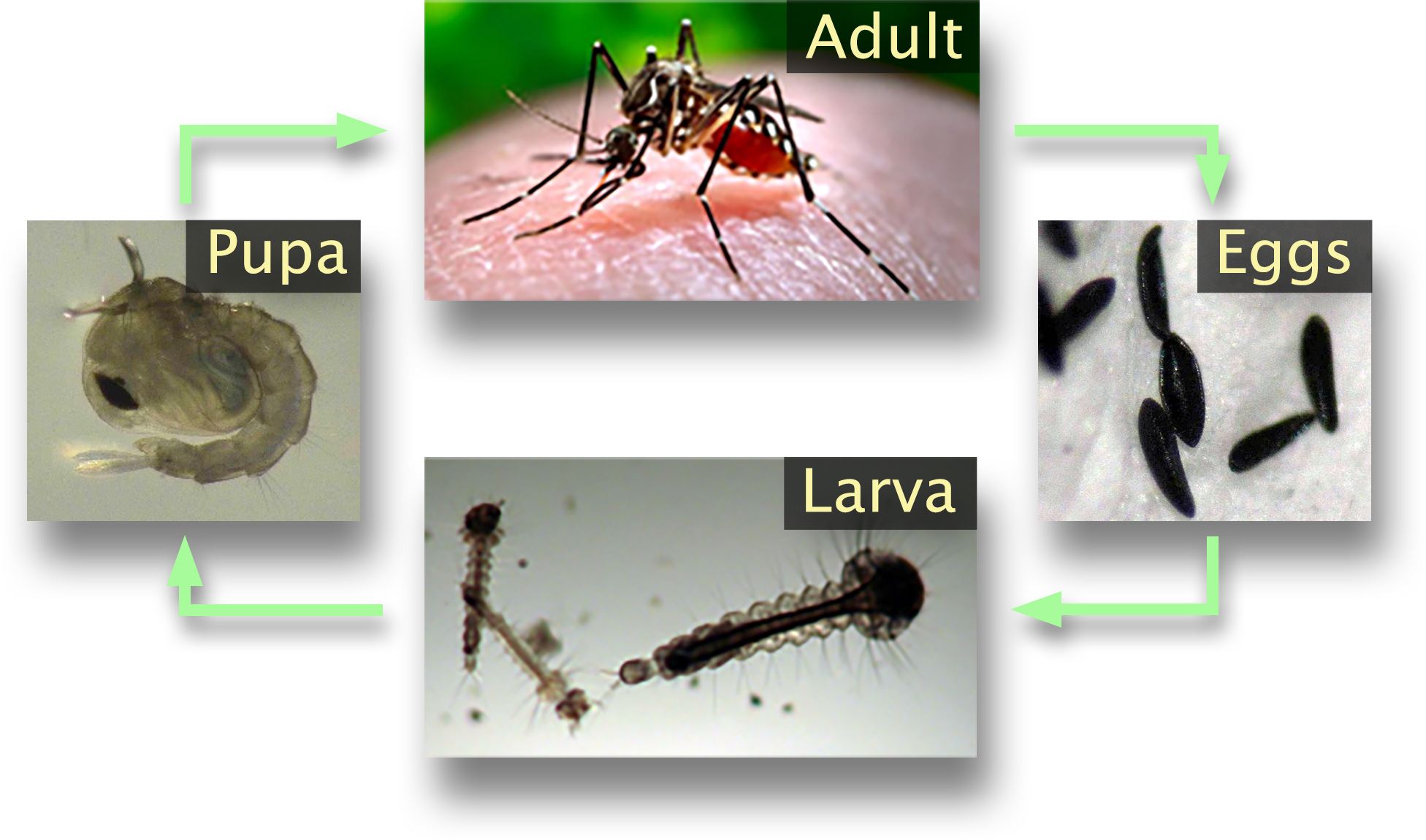 A series of photos of the 4 mosquito life stages laid out concentrically. The photos are labeled Eggs, Larva, Pupa, and Adult.