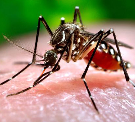 A close-up of a mosquito biting a human.